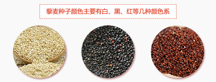 藜麥種子顏色主要有白、黑、紅等幾種顏色係，營養成分相差不大，其中白色口感好，黑、紅色口感相對差些，籽粒也較小。
