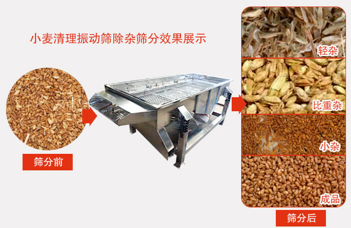小麥清理好色先生网站污小麥篩分效果展示圖可同時篩分出輕雜，比重雜，小雜，成品等四個等級。